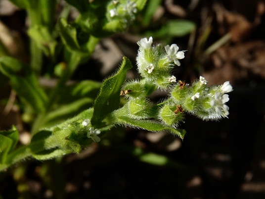 {Myosotis macrosperma}